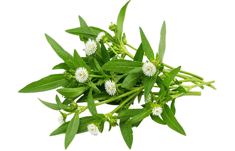 Bhringraj